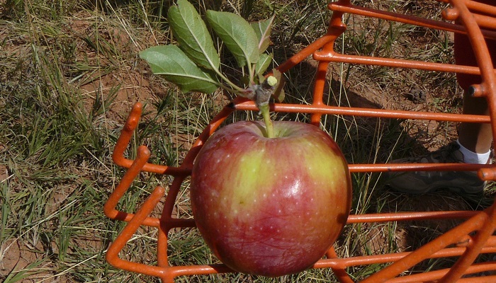 Sbirani jablek